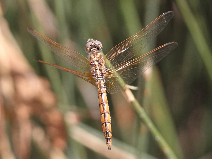 J17_1297 Trithemis annulata imm male.JPG